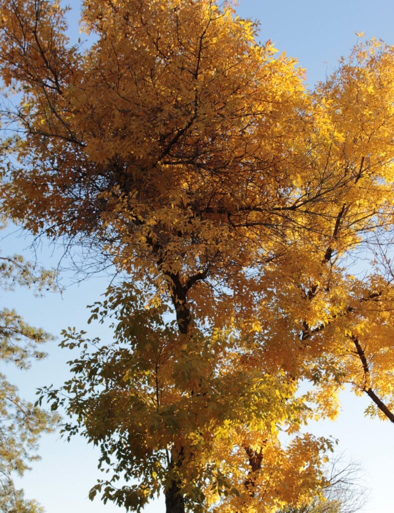 Dayton State Park Fall Colors