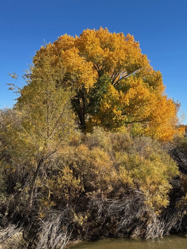 Mason Valley Cottonwood