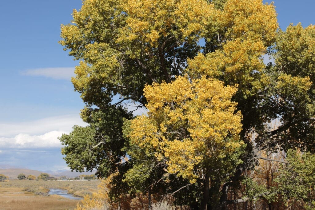 Cottonwood in Carson Valley