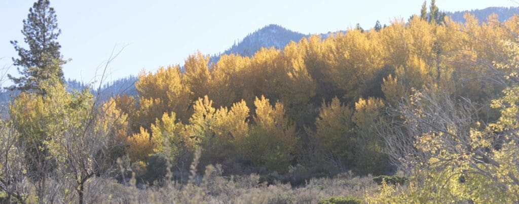 Woodfords Canyon Fall Color