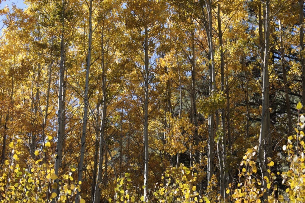 Fall foliage, Woodfords Cayon