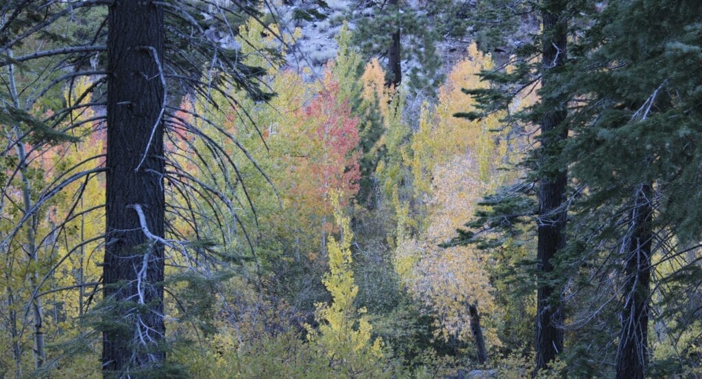 Fall color, Woodfords Canyon