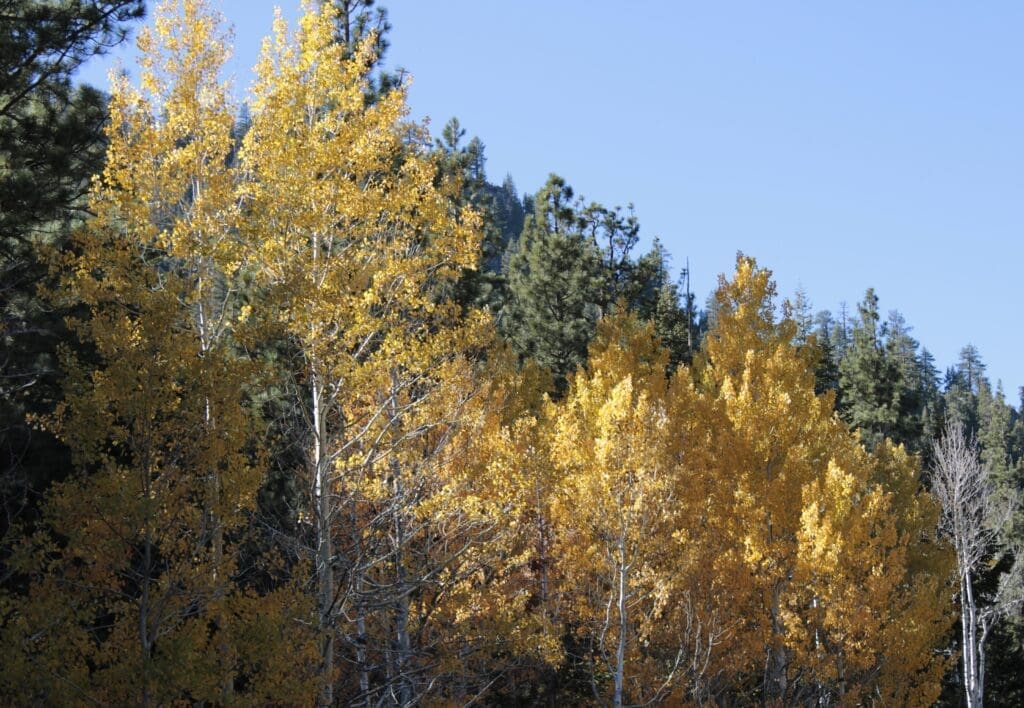 Fall color Woodfords Canyon
