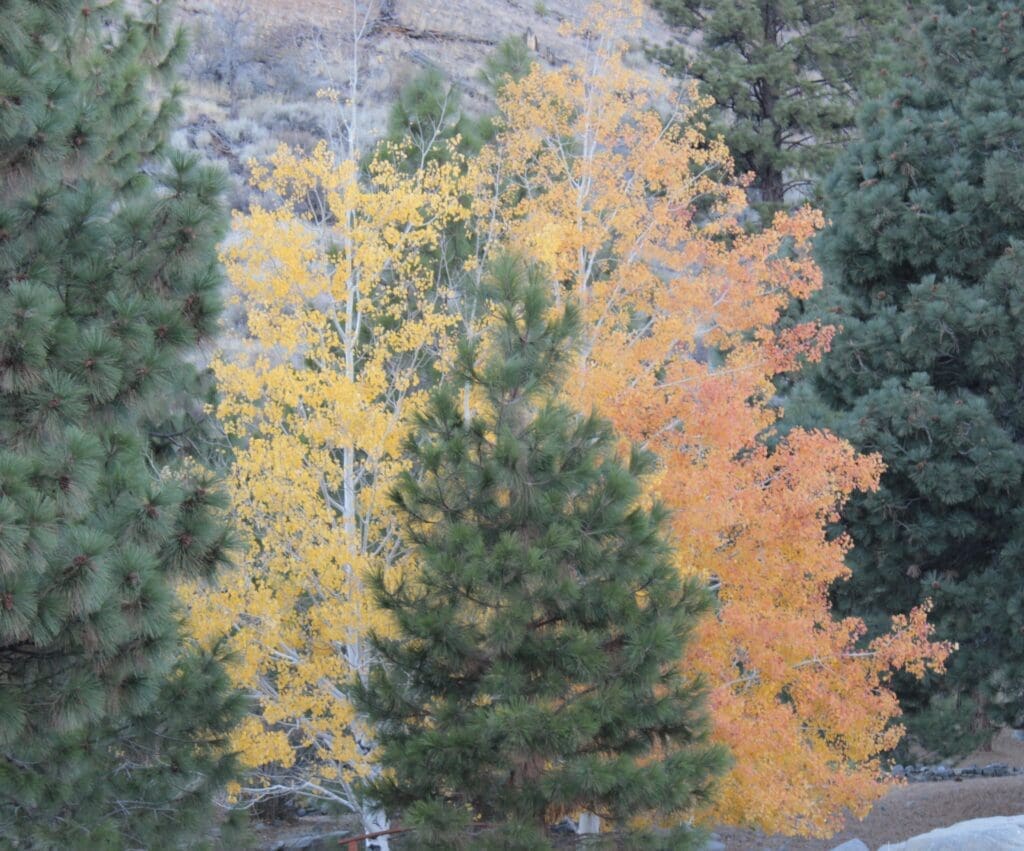 Fall color near Genoa
