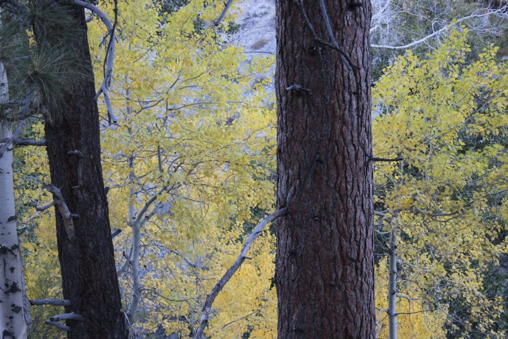 Fall colors above Genoa
