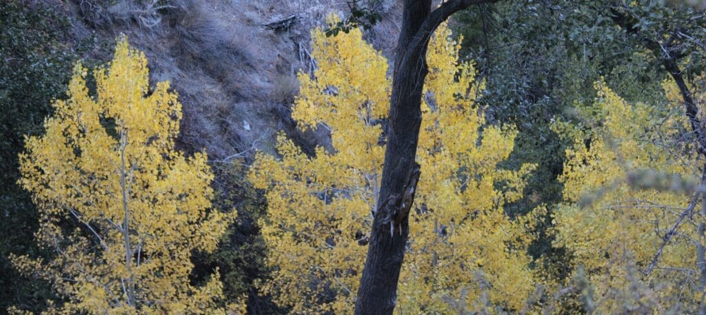 Genoa aspens