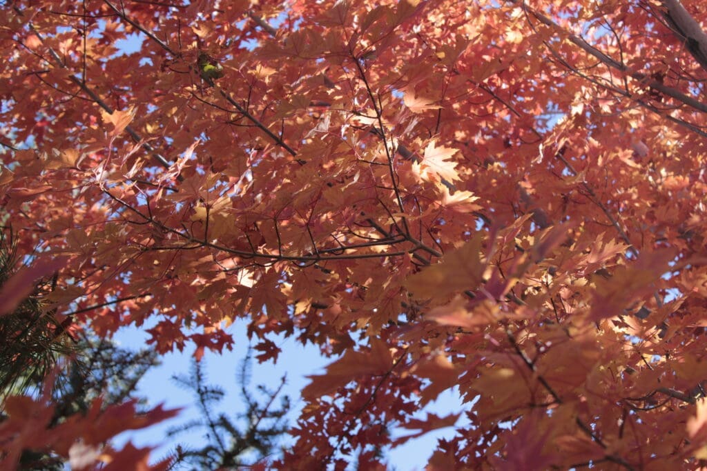 Carson Valley Maple