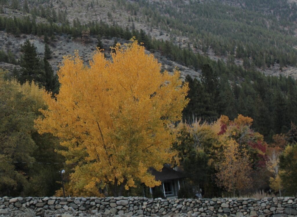 Genoa Fall Color