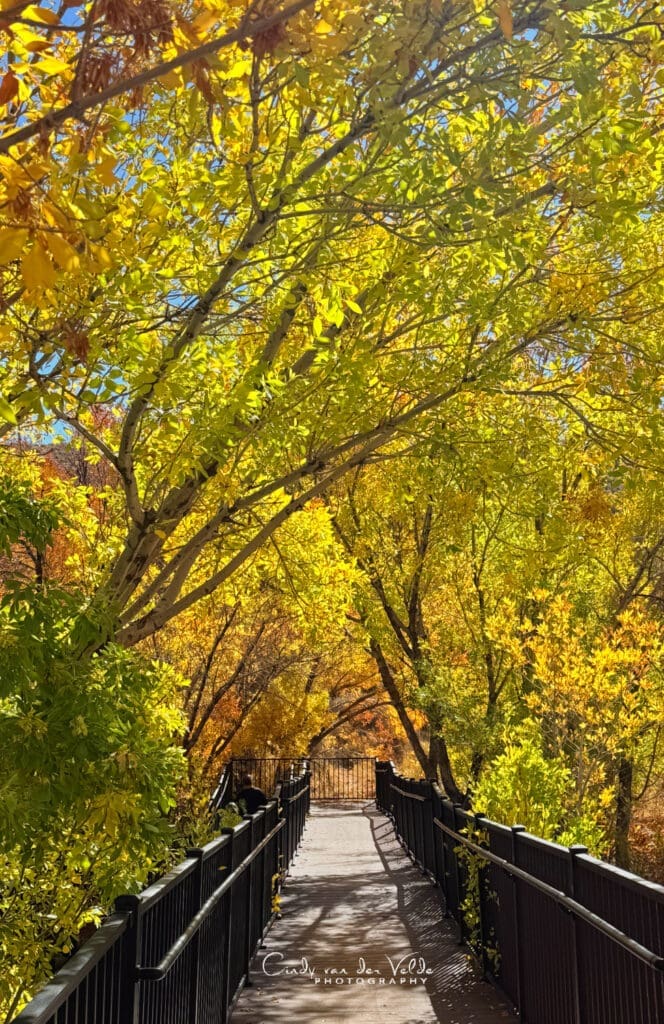 Calico Basin Boardwalk Fall Color