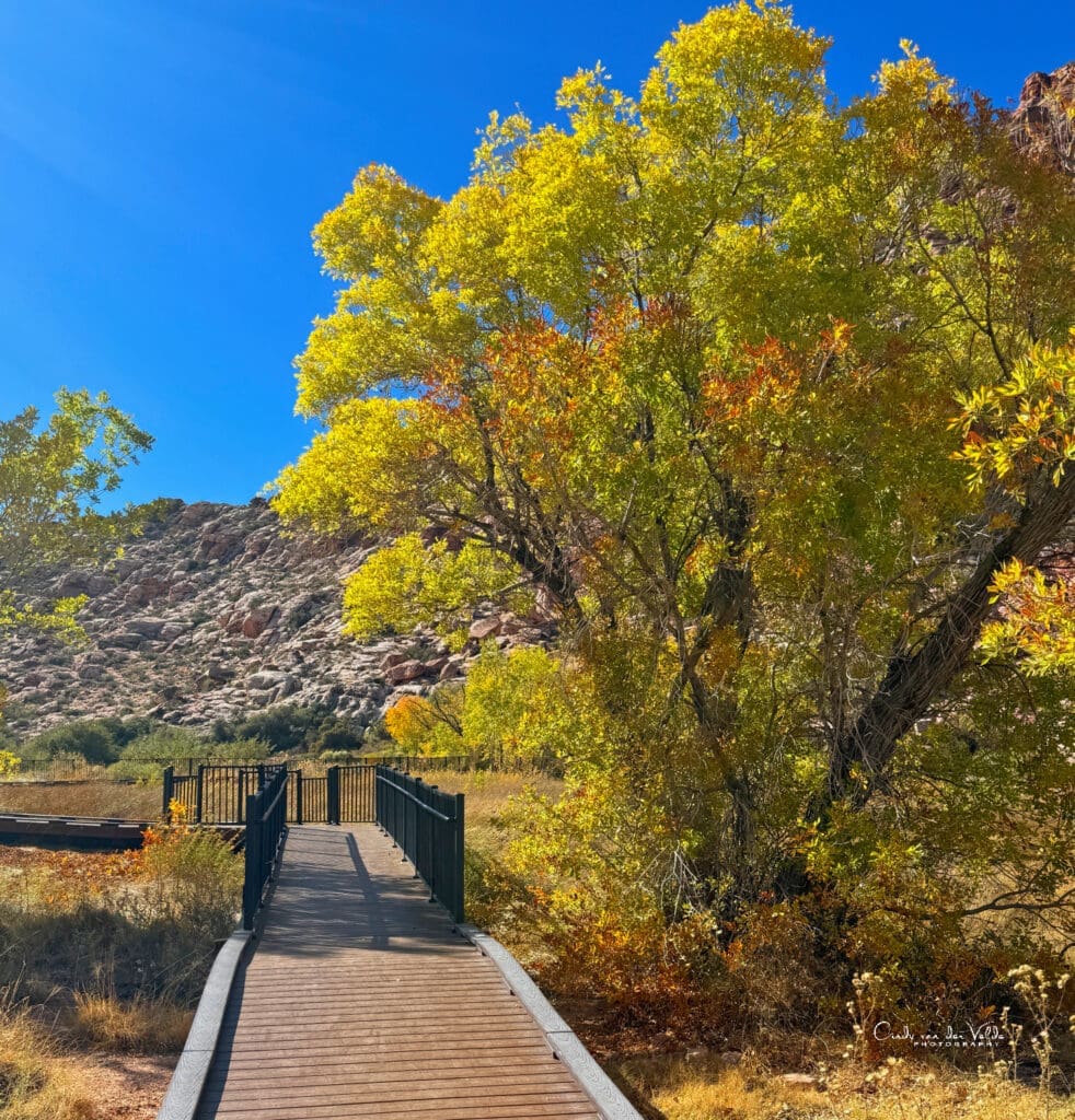 Red Rock Canyon National Recreation Area Fall Color