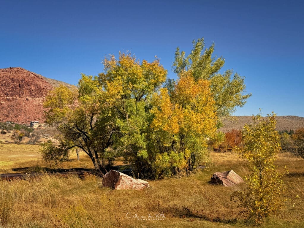 Autumn color, Red Rock Canyon