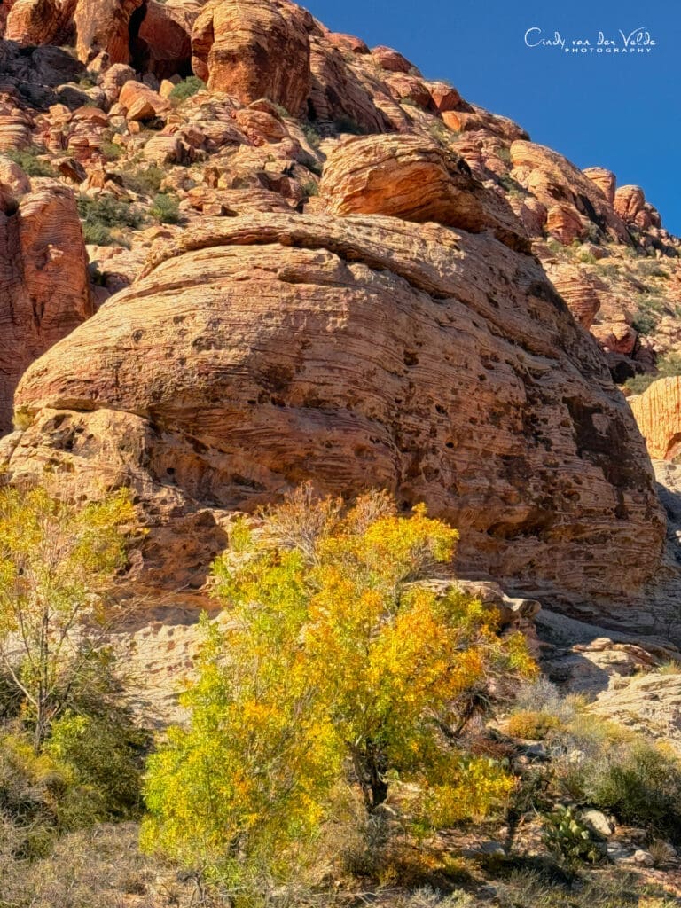 Fall foliage at Red Rock Canyon