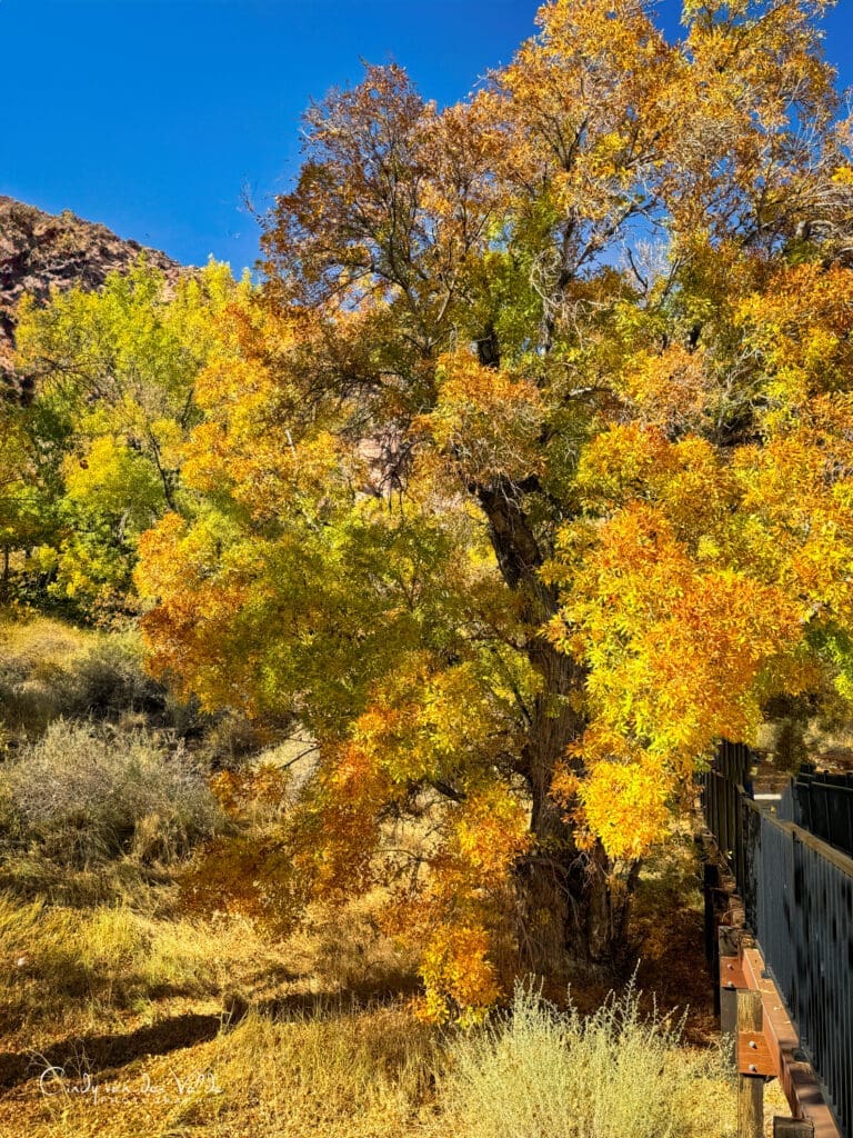 Red Rock Canyon Fall Colors