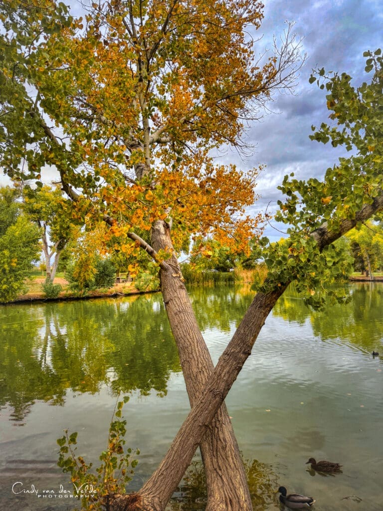Floyd Lamb Park
