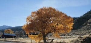 Carson Valley Fall Color