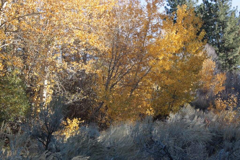 Fall colors, Luther Creek