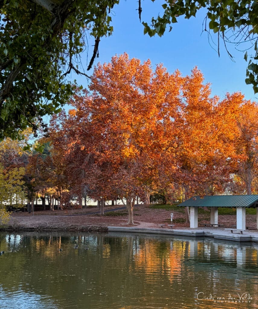 Floyd Lamb Park Fall Color