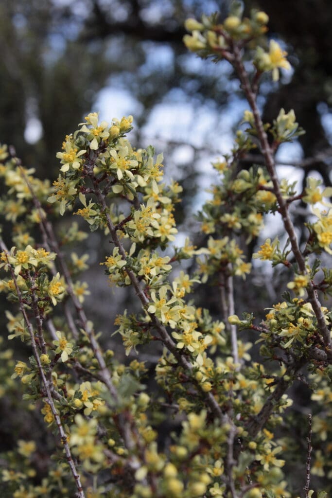 Bitterbrush in bloom on the Fay Luther Trail