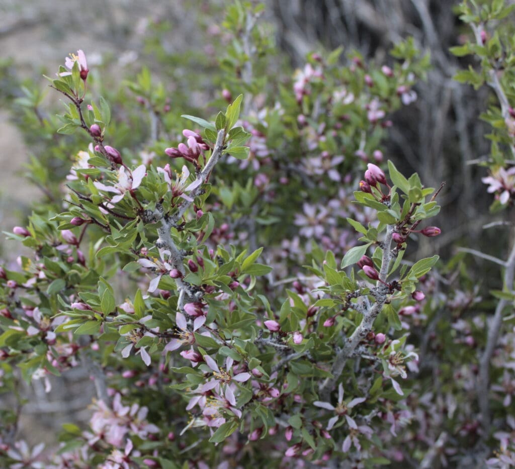 Desert peach in bloom