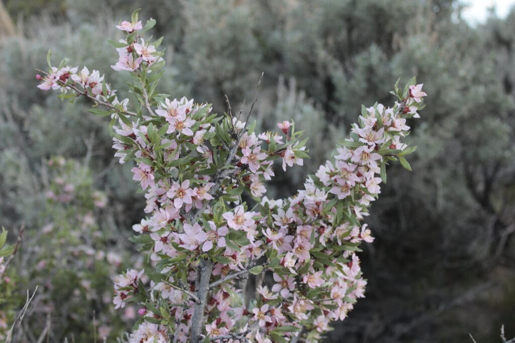 Desert peaches blooming by Water Tower Hill