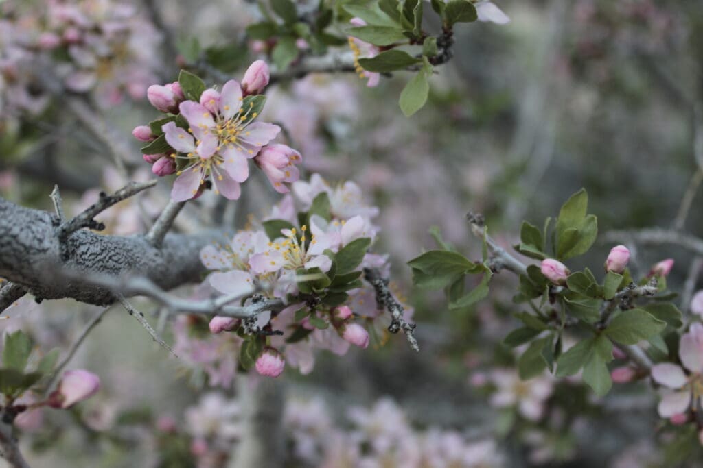Desert Peach in bloom