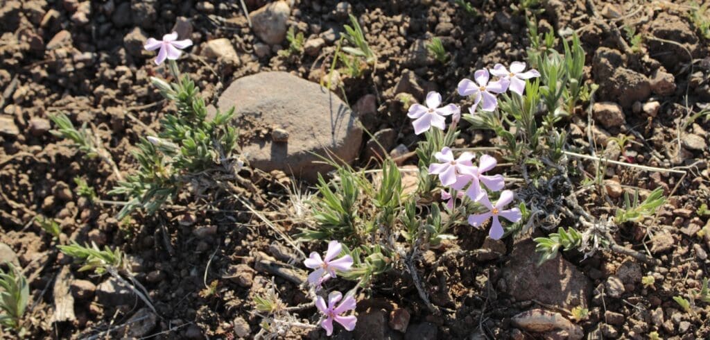 Phlox blooming in the Pine Nut Mountains