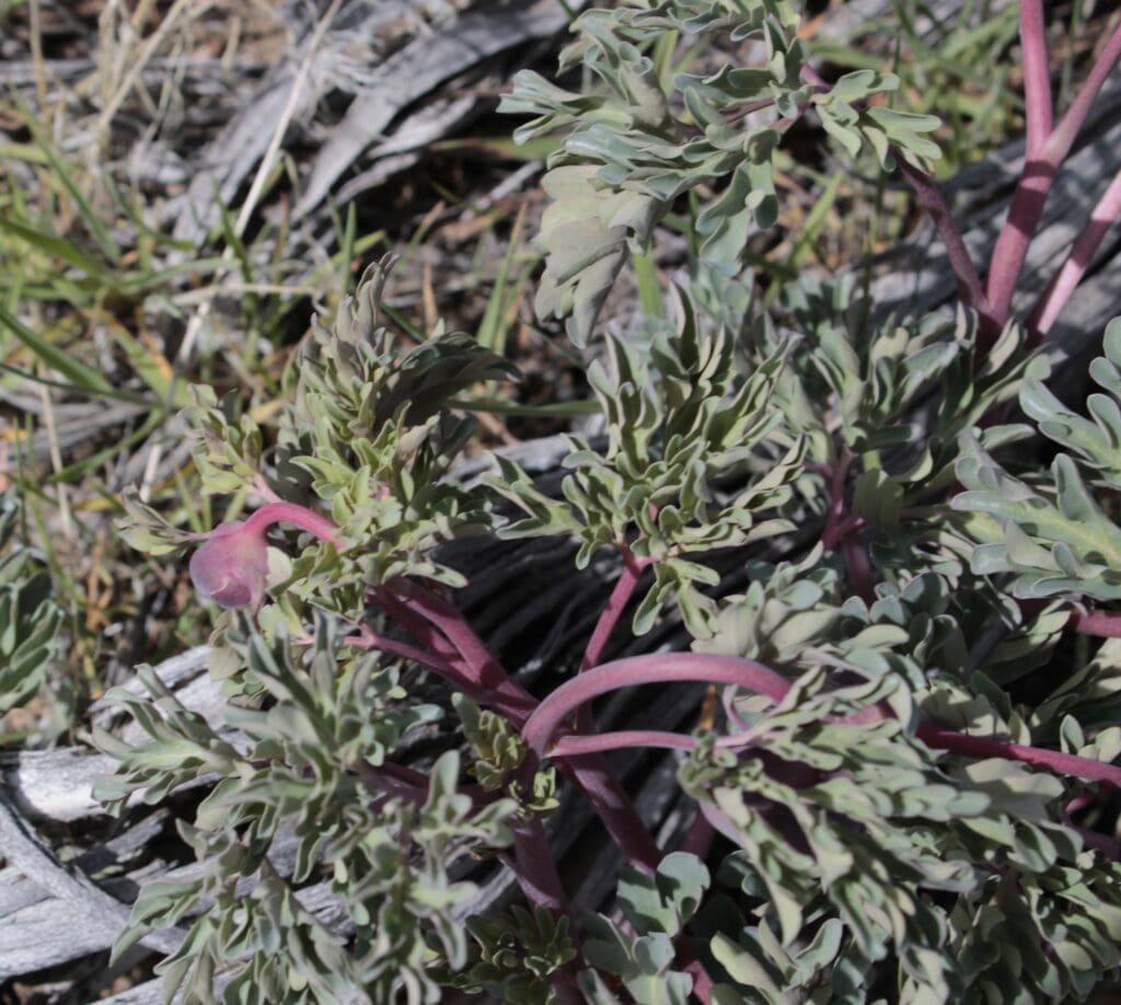 Wild peony with buds
