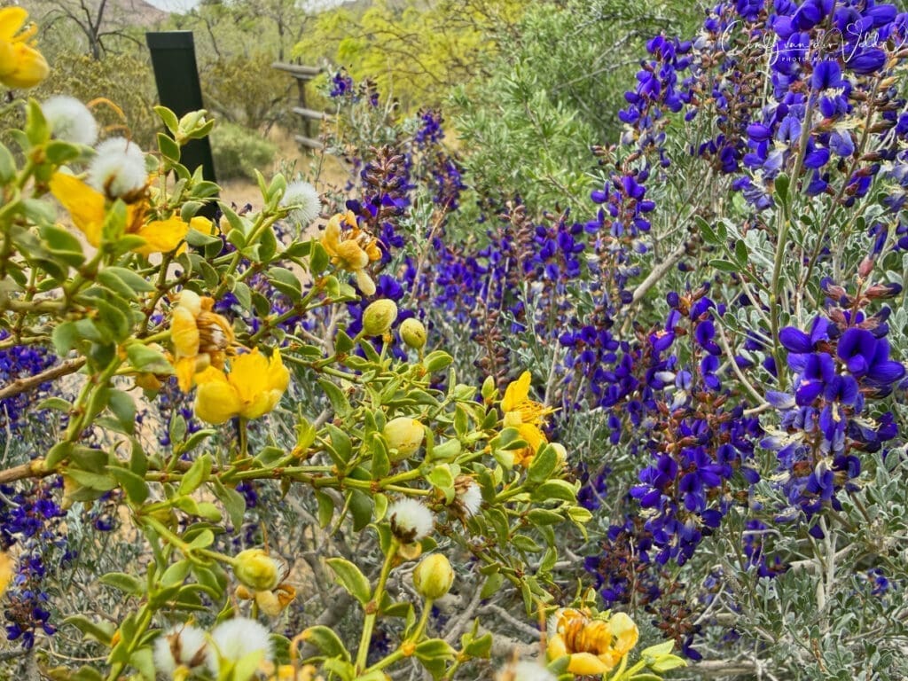 Wildflowers at Red Rock Canyon