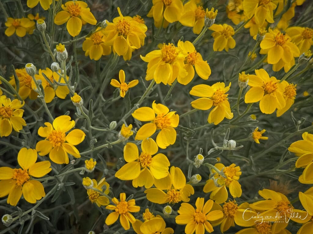 Yellow wildflowers at Red Rock Canyon