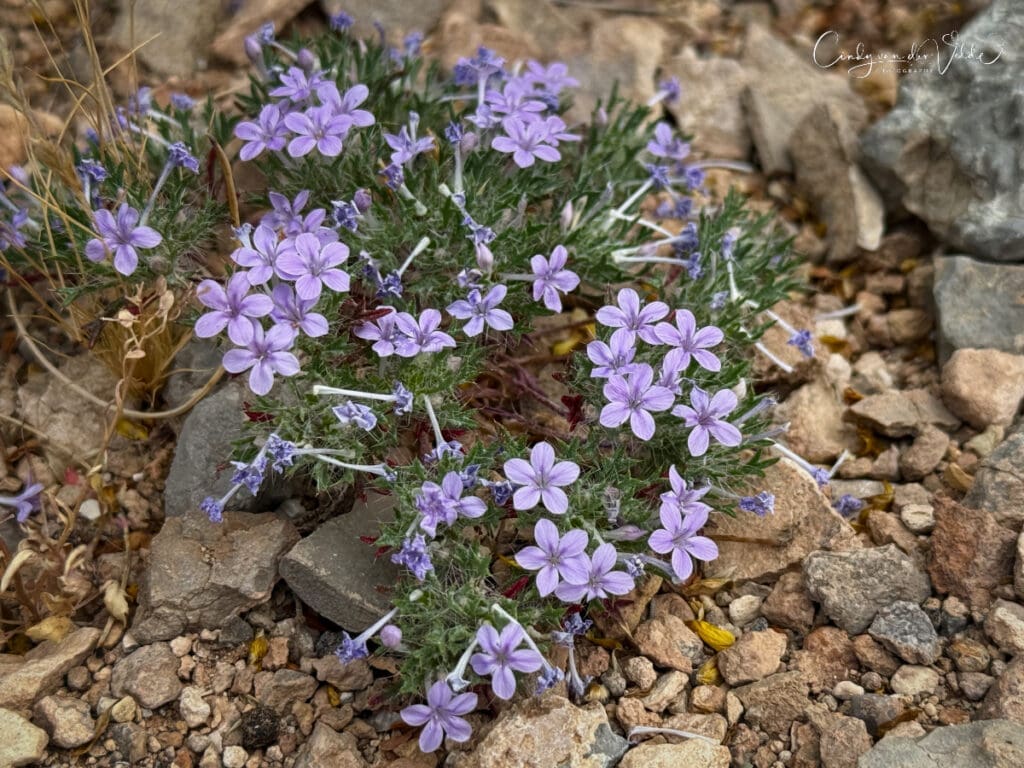 Wildflowers near Las Vegas