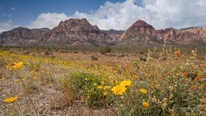 Wildflowers in Red Rock Canyon