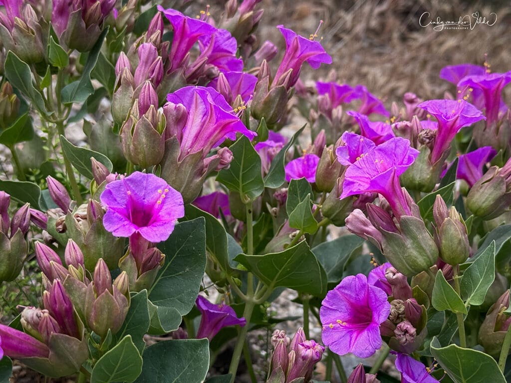 Pink wildflowers at Red Rock Canyon