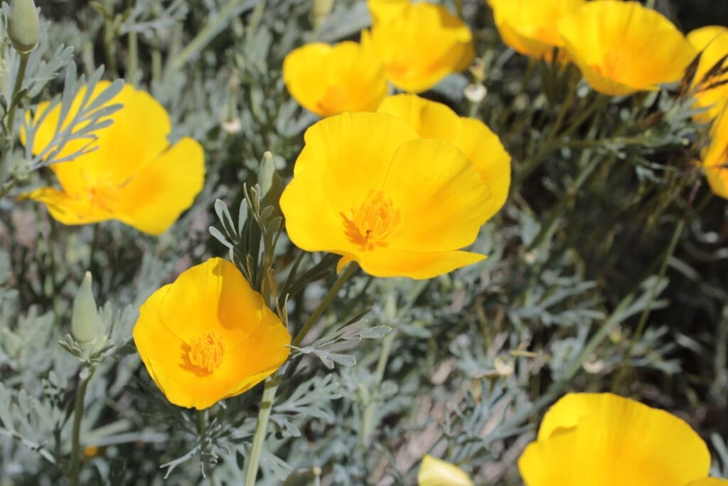 California poppies blooming on Fay Luther Trail