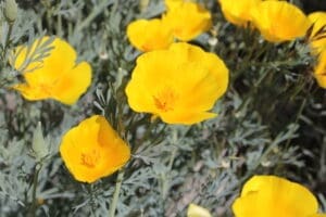 California poppies blooming on Fay Luther Trail