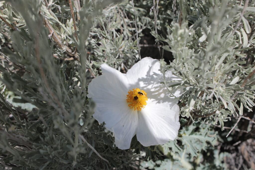 Prickly Poppy